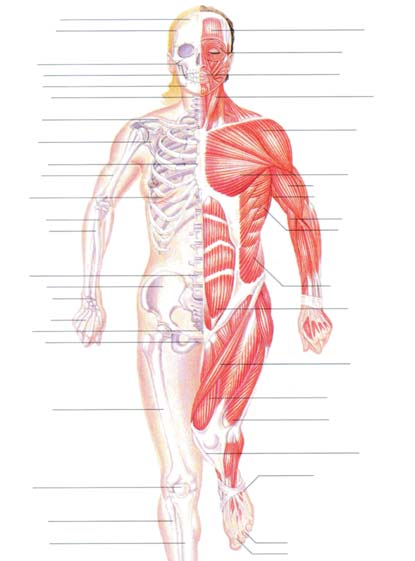 2/ Anatomie člověka ANATOMIE ČLOVĚKA Přiměřené zhodnocení stavu postiženého a poskytnutí správné první pomoci vyžaduje znalost základní struktury a funkce lidského těla.
