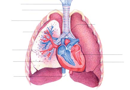 ANATOMIE ČLOVĚKA V horní části průdušnice, těsně pod záklopkou, je hrtan (larynx) (obr. 2), ve kterém jsou uloženy hlasivky. Hrtan je možné nahmatat na přední části krku jakožto Adamovo jablko.