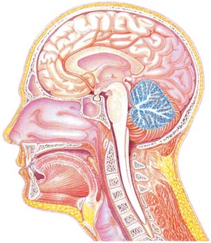 ANATOMIE ČLOVĚKA Centrální nervová soustava (CNS) CNS tvoří mozek (cerebrum), který je obklopený lebkou, a mícha (medulla spinalis), která je uložena v polopružném kostním sloupci z obratlů tj.
