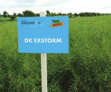 pozvolnému rovnoměrnému růstu Doporučený výsevek 500 000 semen/ha DK Exstorm srovnání výnosu semene a obsahu oleje na kontrolní odrůdy Registrační pokusy ÚKZÚZ 20