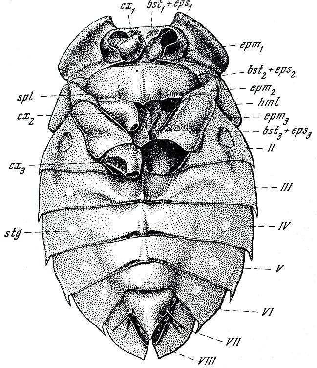 Obr. č. 1 Morfologie těla hlubenky skryté ( Aphelocheirus sestávali ).