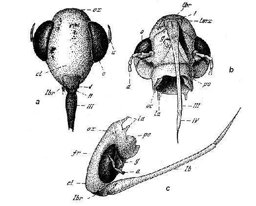 Obr. č. 2 Morfologie hlavy hlubenky skryté ( Aphelocheirus sestávali ).