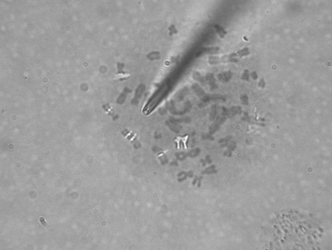 CellSurgeon Dissection and