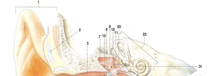 Téma Endoskopická adenotomie nejdůležitější krok k léčbě sekretorické otitidy jsem si zvolila proto, abych dokázala význam této operační techniky v léčbě otitis media secretorica, která je častým