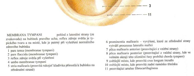 Vytvářejí pohyblivě spojený řetězec, který přenáší chvění bubínku působené zvukovými vlnami do perilymfatického prostoru vnitřního ucha.