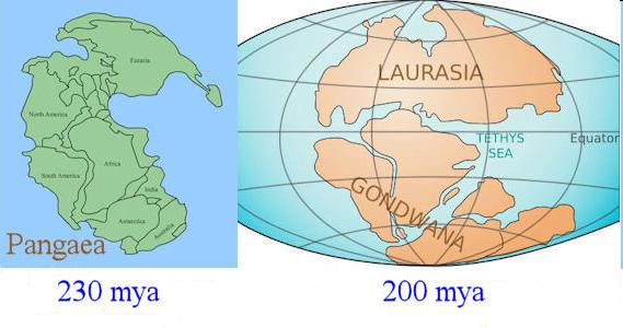 Gondwana- kontinenty dnešní jižní polokoule a