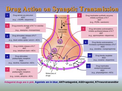 Účinek látek na synaptický přenos Látka slouží jako prekurzor AGO (např. L-DOPA dopamin) Látka zabraňuje ukládání NT ve vesikulech ANT (např.