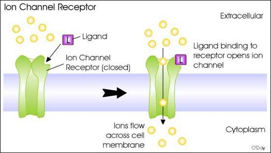 Iontové kanály řízené ligandem Regulují prostup iontů přes kanály v buněčné membráně Jakmile se léčivo/ligand naváže na receptor je