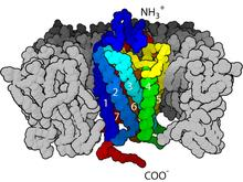 Receptory spřažené s G proteinem spojují navázání ligandu na povrchový receptor