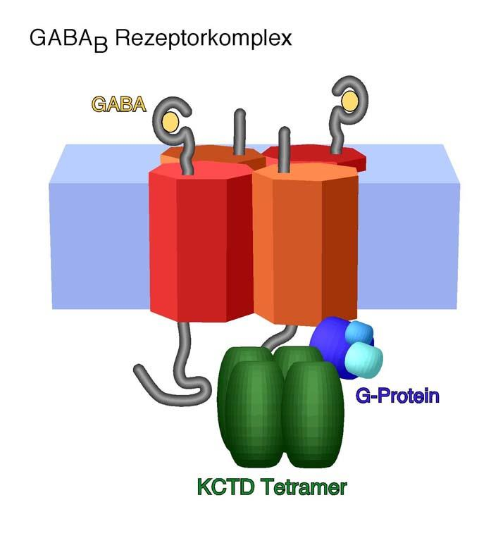 GABA B receptor receptor spřažený s G