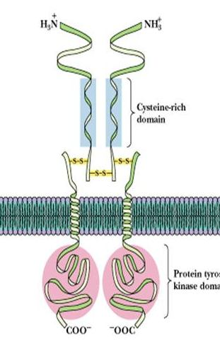 Struktura a funkce biomakromolekul KBC/BPOL