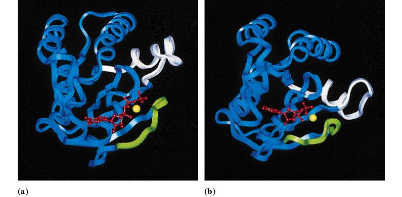 Ras protein poprvé nalezen u rat sarcoma viru řídí růstovou a metabolickou aktivitu mutantní