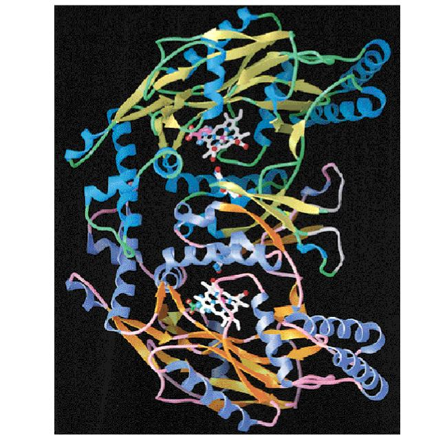 Cytoplasmatické guanylylcyklasy