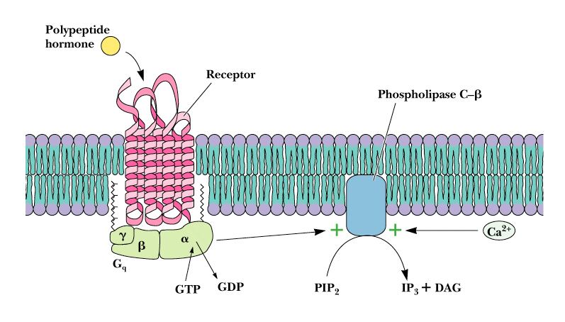 Regulace fosfolipasy C-β
