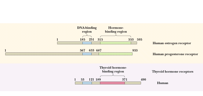 Sekvenční homologie receptorů