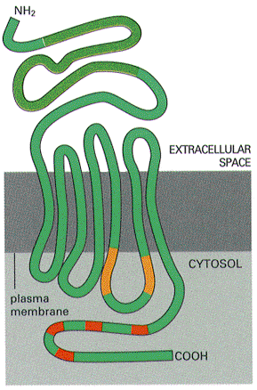 7-TMS