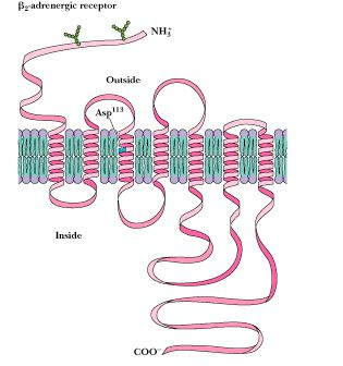 7-TMS