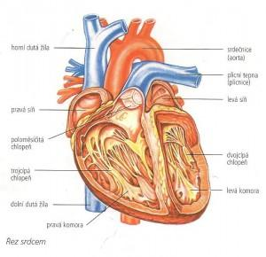 2.3. Srdce Srdce je důležitý orgán lidského těla, který pod tlakem transportuje krev do plic i ostatních tkání v těle. Obrázek 1 znázorňuje anatomickou stavbu srdce (BeverlyMcMillan, 2009).