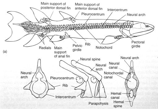Osový skelet ryb lalokoploutvých (Crossopterygii) Rozsáhlá chorda, osa zpevněna velkými těly obratlů s několika kostěnými centry spojenými