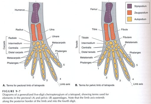 Párové "končetiny": apomorfie čelistnatců (Gnathostomata) Chiropterygium čtyřnožců (cheir=ruka): basipodium (pletenec); stylo-, zeugo-, autopodium