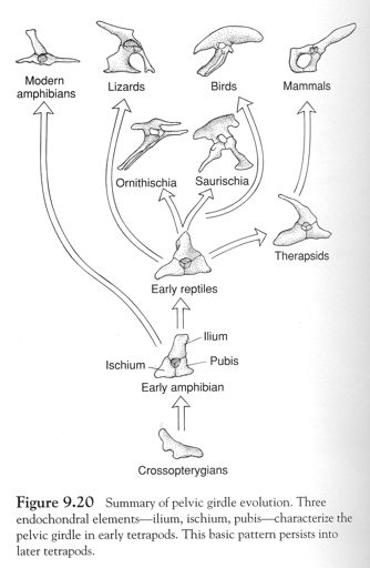 Evoluce(