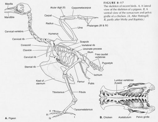 Anatomie skeletu