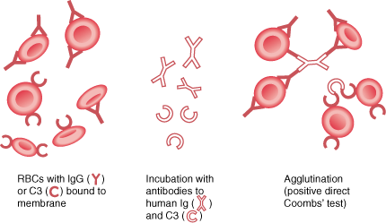 Vyšet etření antierytrocytových protilátek tek Přímý antiglobulinový test