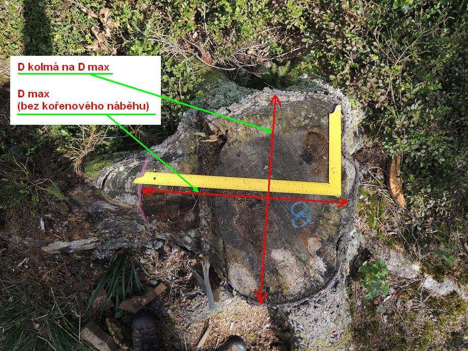 Obr. 4 (pohled shora na pařez z předchozího obrázku, na pařezu je zákres kořenového náběhu, který nebude započten do Dmax) Jako nedostatek
