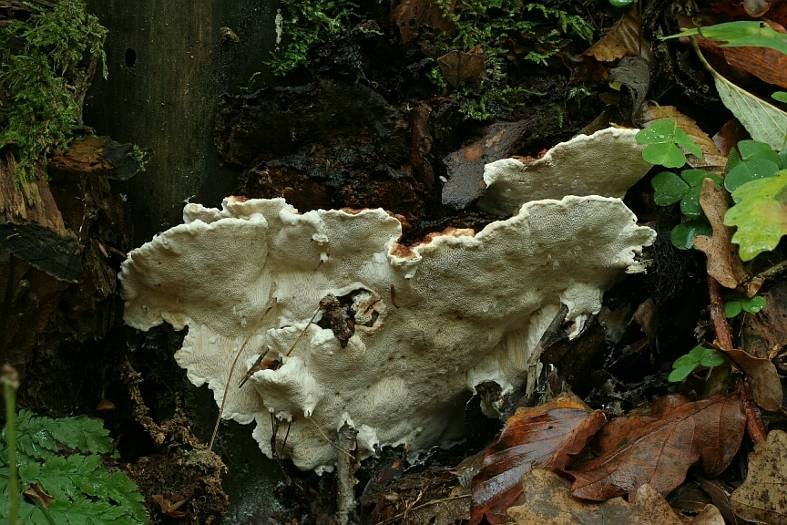 čeleď Bondarzewiaceae (bondarcevkovité) plodnice jednoleté, bokem přirostlé či resupinátní dimitický hyfový systém, hymenofor