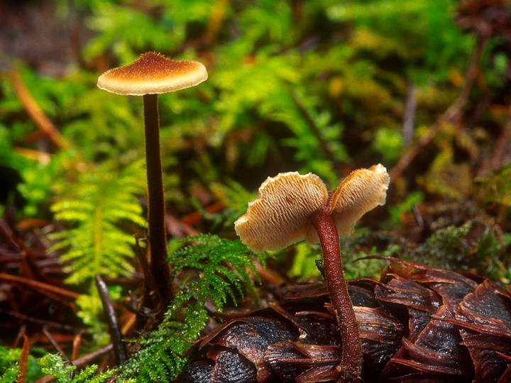 hnědé kloboukaté plodnice lupeny se zubatým ostřím