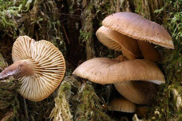 Junek Gloeophyllum sepiarium (trámovka plotní) velmi běžný druh na dřevě jehličnanů často sušší osluněná místa dle nejnovějších