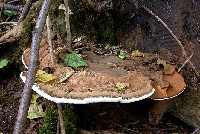 čeleď Ganodermataceae (lesklokorkovité) plodnice kloboukatá krustothecia, někdy i se třeněm