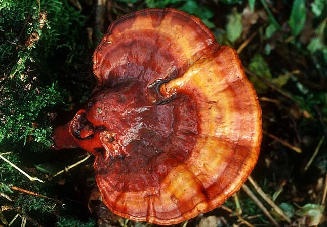 ornamentované, s dvojitou stěnou dřevní saprofyti či paraziti, bílá hniloba Ganoderma lucidum