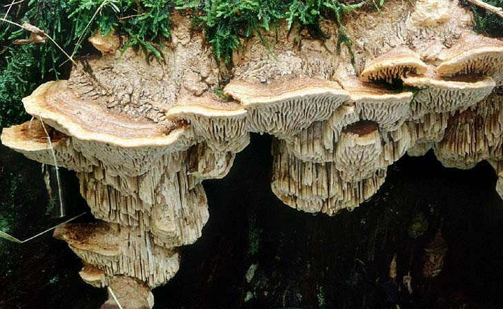 čeleď Fomitopsidaceae (troudnatcovité) jedno- i víceleté rozlité nebo