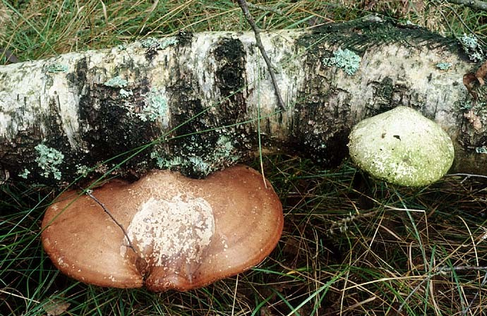 (nečastější na smrku) velmi hojný choroš Piptoporus betulinus