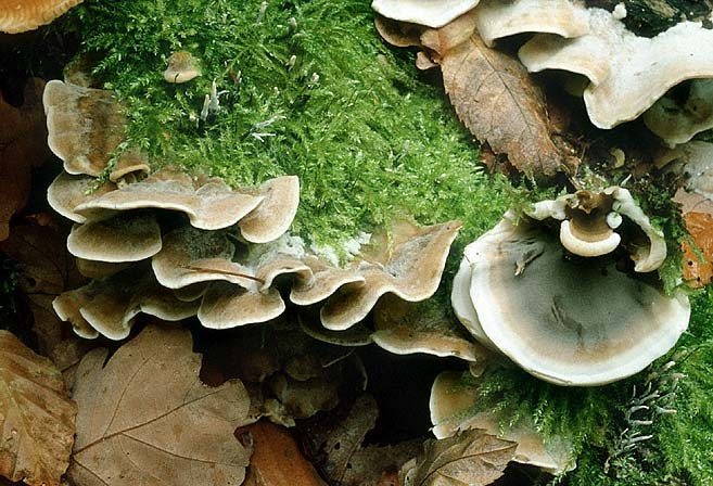 Laetiporus sulphureus (sírovec žlutooranžový) mohutné sírově žluté trsy