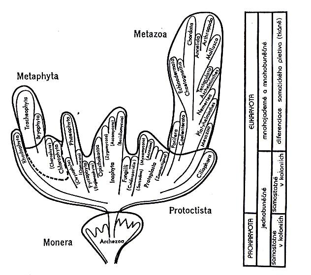 Schéma 4 říší živých organizmů podle Copelenda (40. a 50.