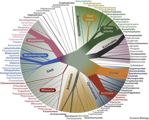 Volume 24, Issue 3, 3 February 2014, Pages R103 R107 Rhizaria Fabien Burki, Patrick J. Keeling Show more DOI: 10.1016/j.cub.2013.12.