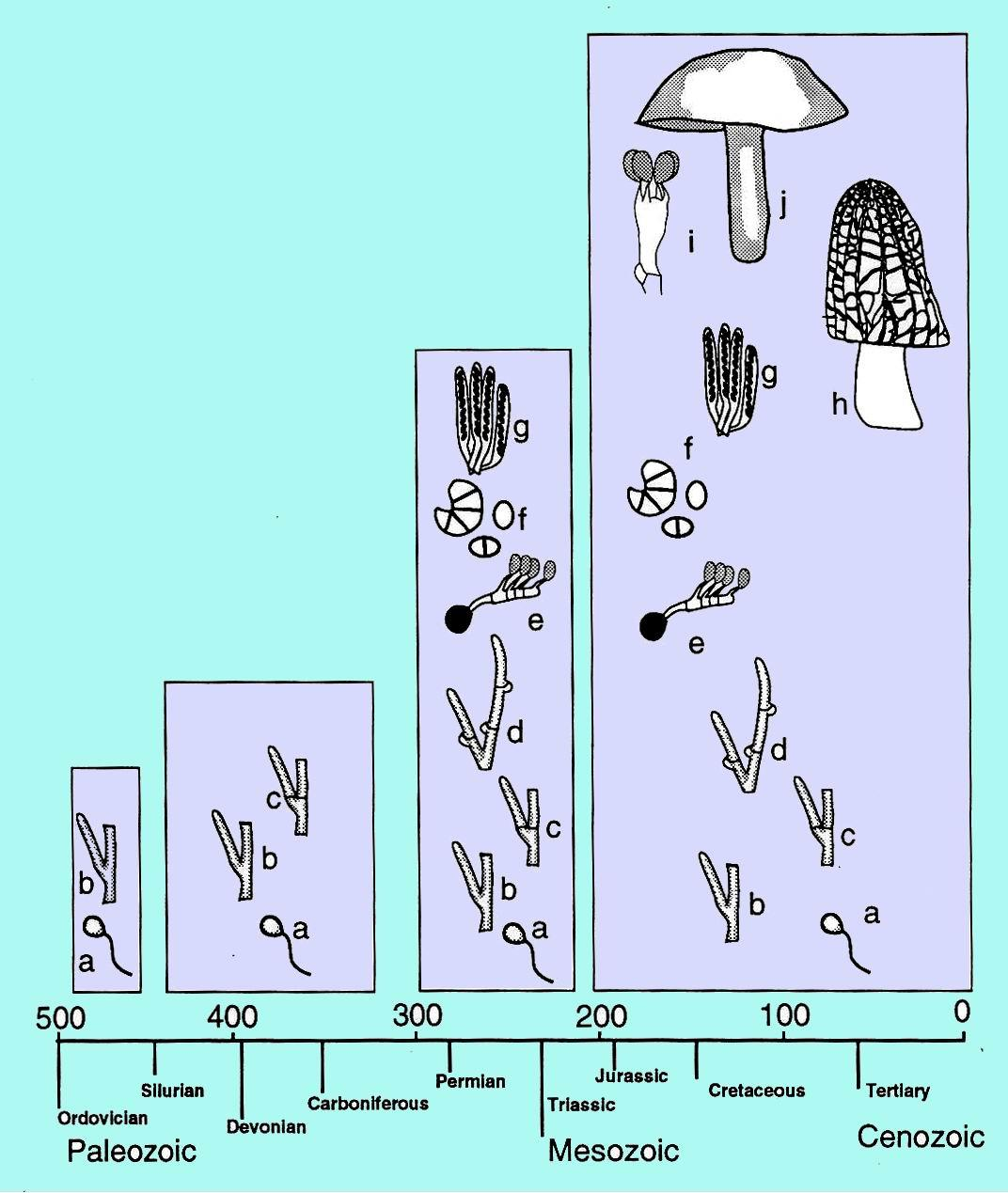 Schematické znázornění nejdůleţitějších momentů ve vývoji hub.