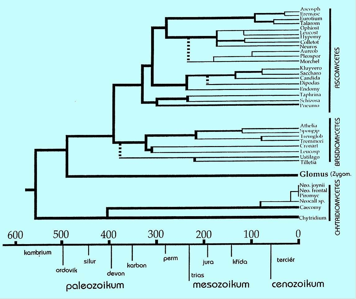 Fylogenetický strom říše Fungi s časovým měřítkem,