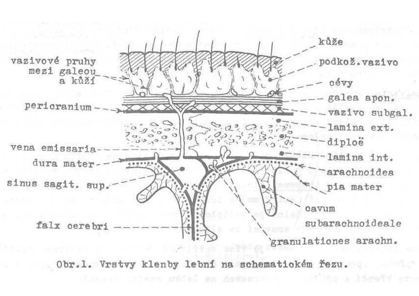 - žíly: o regio frontalis očnicové a obličejové žíly o regio temporalis v. retromandibularis o regio occipitalis v. jugularis ext.