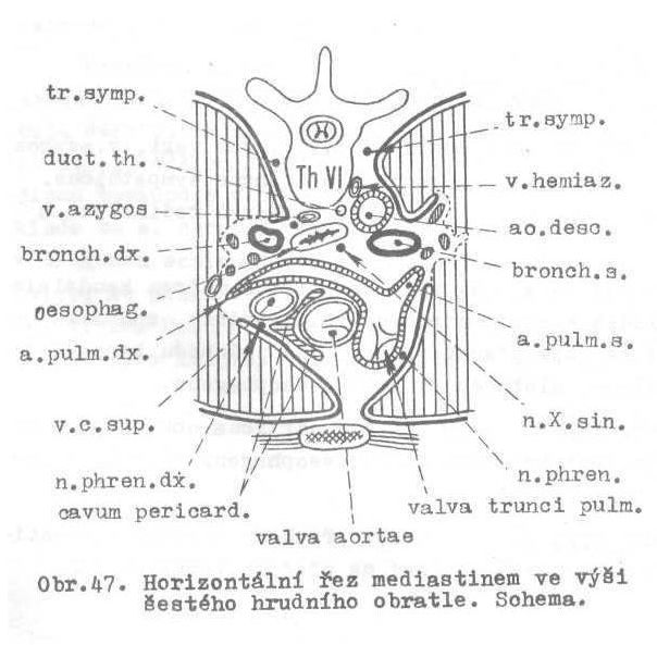 - vv. azygos a hemiazygos lemují boky páteře, přibírají mezižeberní žíly a žíly ze zadního mediastina; Th 7 v. hemiazygos se vlévá do v. azygos - obtáčí pravý plicní hilus - do v. cava sup.