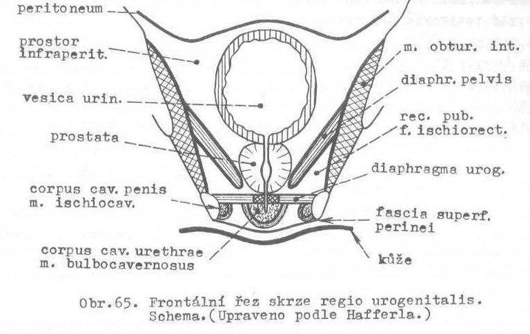 Fossa ischiorectalis - ohraničení: o mediokraniálně: spodní fascie diaphragma pelvis o laterálně: vnitřní stěna malé pánve krytá m. obturatorius internus a fascia obturatoria o dorsálně: lig.