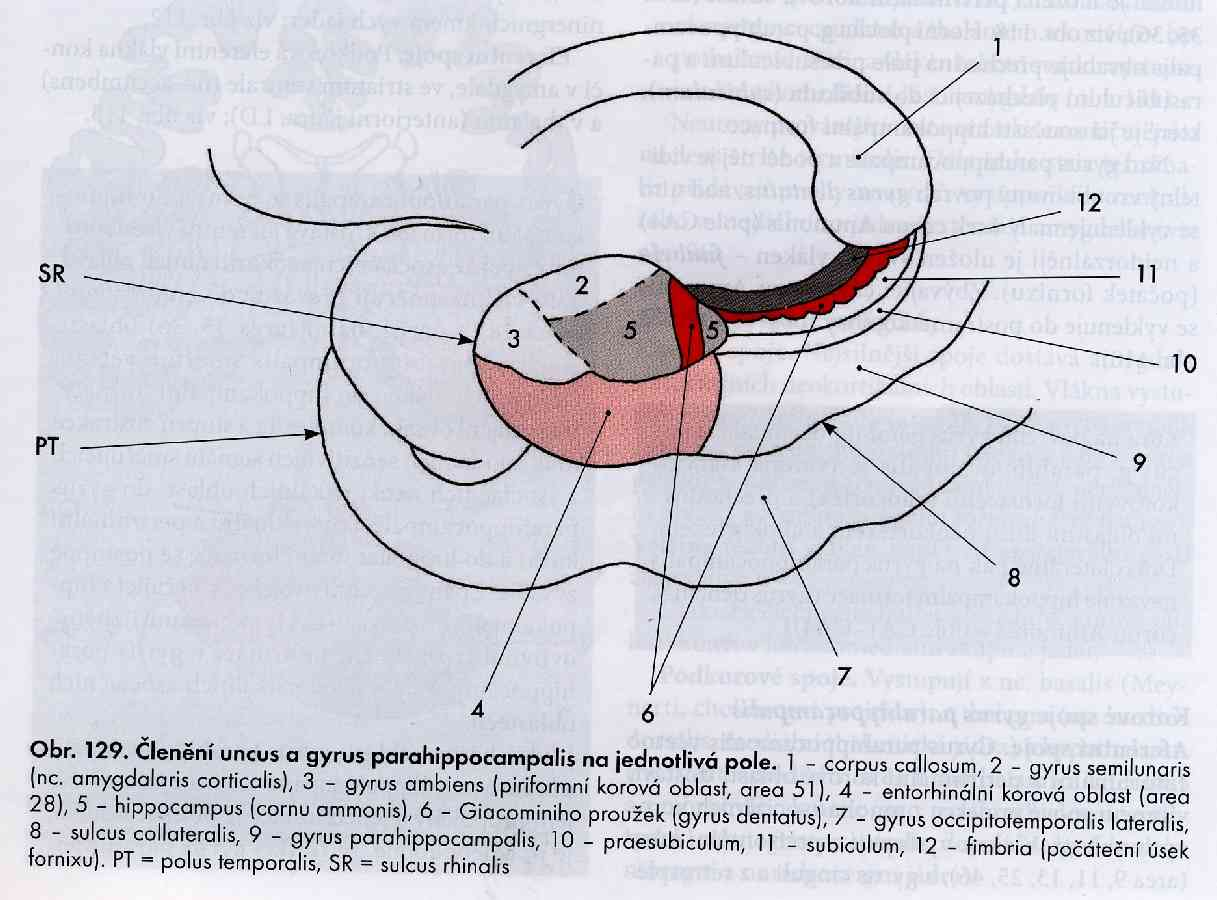 Parahippocampal gyrus +