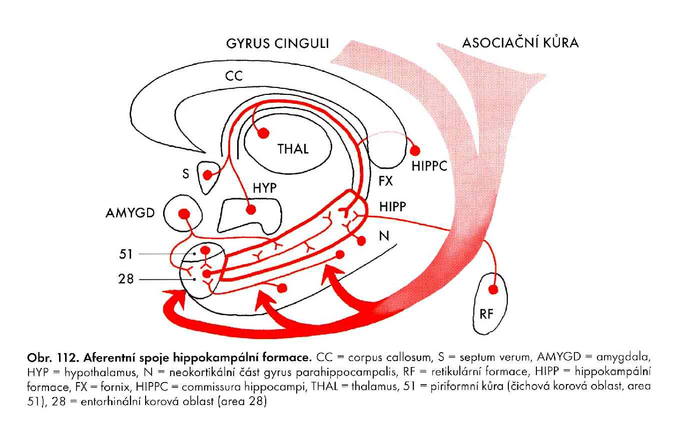 Afferent connections of