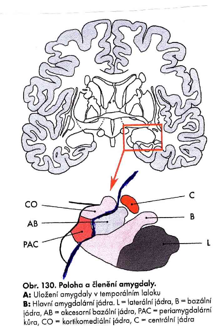 AMYGDALA Basolateral and
