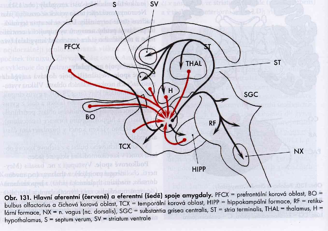 Amygdala afferent and