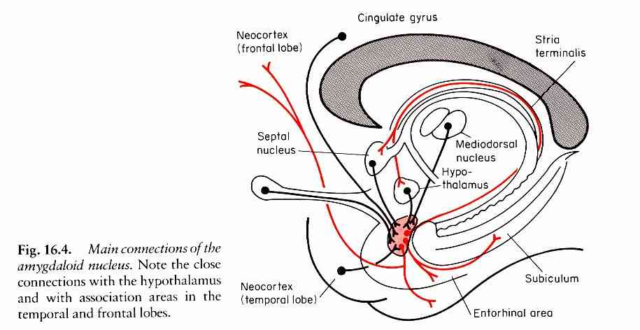 Amygdala