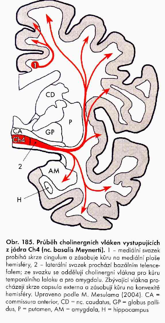 Cholinergic group Ch 4 (Basal nucleus