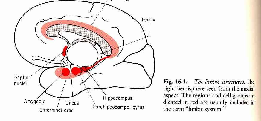 Limbic brain = limbic cortex +